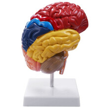 Anatomie de Modè le Anatomique CéRéBral 1: 1 Moitié Du Cerveau Cerveau Tronc CéRéBral Fournitures de Laboratoire D'Enseignement