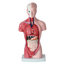 11 Zoll Menschlicher Torso-KöRpermodell, Anatomie, Anatomische Innere Organe für SchüLer, Lehrstudie, Montagemodell
