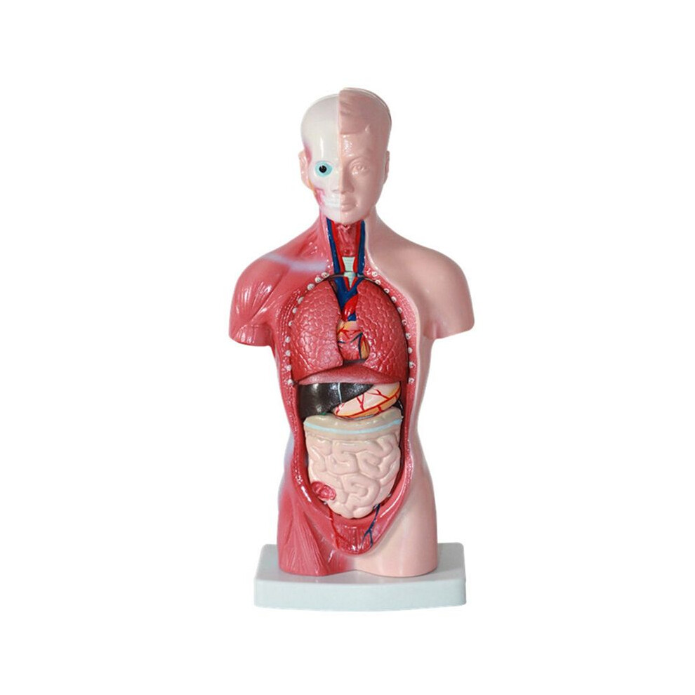 11 Inch Human Torso Body Model Anatomy Anatomical Internal Organs for Student Teaching Study Assembling Model