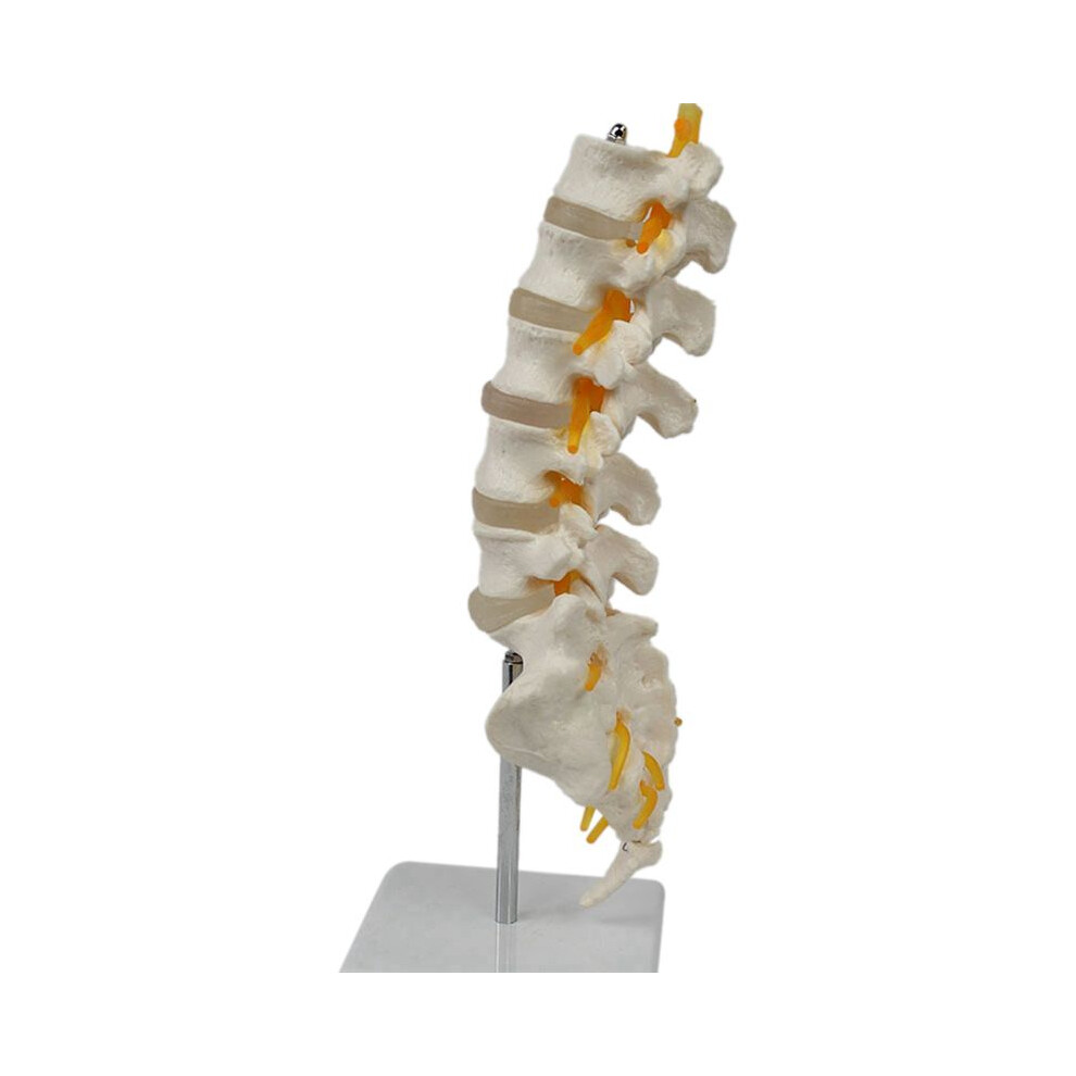 Tlily Teaching Equipment Model 5-Segment Lumbar Spine With Sacral Accessory Orthopedic Teaching Display Teaching Aids