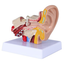 Modelo de Anatomía del Oído Humano 1,5 Veces Que Muestra la Estructura de los Órganos de los Oídos Central y Externo. Demostración