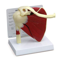 Model Mięśnia Barku, Anatomia Człowieka Model Mięśnia Stawu Prawego Barku, Gabinet Lekarski i Model Anatomii Klasy