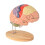 Human Brain Model for Neuroscience, Brain Anatomy Model, Brain Model with Study Guide, Brain Functional Partitioning 1