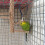 Bird Perch Stand Training Wooden Light Brown 1 Set 8