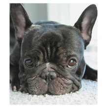 5D Diy Diamant Malerei Kreuz Stich Kleine Schwarze Hunde Köpfe Voller Diamant Stickerei Französisch Bulldog Runde Diamant Welpen