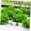 50pcs Square Hydroponic Net Pots Reusable Plastic Planting Baskets for Vegetables and Orchids 3