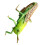 2Pcs Plastic Simulation Grasshopper Cognitive Model Green Kids Toy 10
