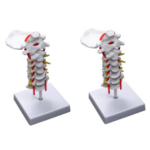 2X Cervical Vertebra Arteria Spine Spinal Nerves Anatomical Model Anatomy for Science Classroom Study Teaching Model