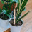 2Pcs Planting Copper Wire With Stake For Gardening 6