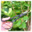Long Handle Bonsai Pruning Scissors with Ergonomic Grip, Precision Cutting, Durable Black Shears 5