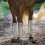 botas de proteção para cavalos 4 unidades em malha plástica respirável 2