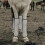 botas de proteção para cavalos 4 unidades em malha plástica respirável 3