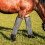 botas de proteção para cavalos 4 unidades em malha plástica respirável 4