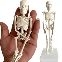 20cm Removable Anatomical Skeleton Model for Classroom Teaching and Art Study, Durable Mini Human Skeleton
