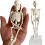 20cm Removable Anatomical Skeleton Model for Classroom Teaching and Art Study, Durable Mini Human Skeleton 1