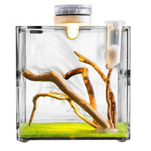 Recinto para Répteis, Ideal para Criação de Aranhas-Saltadoras e Pequenos Animais, Como Tartarugas, Besouros, Caracóis e Lagartos B