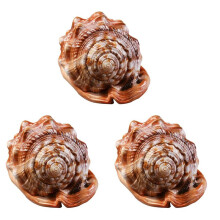 Natural Bull'S Mouth Helmet Conch Shell Coral Sea Snail Fish Tank Adorn Ornament 3Pcs