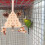 Multikleur Vogel Zitplatform Oefenplatform 7