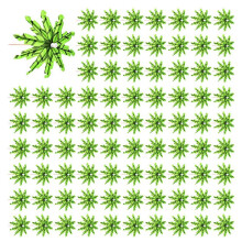 120 Peças de Coqueiro Tropical Verde Coqueiro Guarda-Chuvas de Papel Picaretas Guarda-SóIs de Coquetel para Festa Havaiana