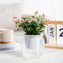 (100) Self-Watering Planter for Indoor/Outdoor Plants