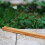 Adjustable Angle Bamboo Incense Holder With Ash Catcher For Sticks 3