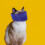 mascherina resistente antimorso per gatto e cane blu M 2,5-5 kg 4