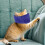 mascherina resistente antimorso per gatto e cane blu M 2,5-5 kg 6