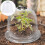 6St Pflanzenschutzhaube Glockenform Aus Pvc 4