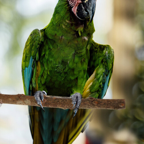 4St Vogelparadijs Perch Met Voeder Huisdieren 2