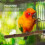 4St Vogelparadijs Perch Met Voeder Huisdieren 7