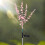 1St Solar Eukalyptus Lampe Kunststoff Dekoration 8