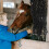 1Pc Practical Nylon Horse Storage Bag Multi Color Slow Feeding Pouch 6