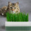 Cat Grass Container Pp Green Pet Supplies Elegant 1 Set 2