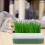 Cat Grass Container Pp Green Pet Supplies Elegant 1 Set 7