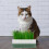 Cat Grass Container Pp Green Pet Supplies Elegant 1 Set 8