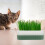 Cat Grass Container Pp Green Pet Supplies Elegant 1 Set 9