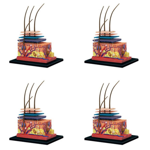 4X 4D Human Skin Model Hair Organs Assembling Puzzle Model Teaching Model Manikin Science Anatomical Model