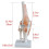 2X Knee Joint Simulation Model Anatomy Human 1:1 Life Size 3