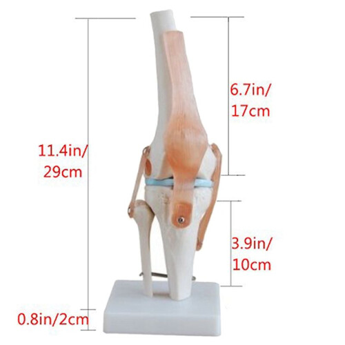 2X Knee Joint Simulation Model Anatomy Human 1:1 Life Size 2