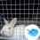 Pet Water Container Drinking Bowl Blue 3pcs 4