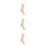 3Pcs Plastic Shoe Form Foot Model for Sock and Shoe Display 10