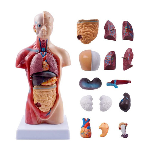 Anatomia Do Modelo Do Corpo Do Torso Humano de 11 Polegadas, óRgãOs Internos AnatôMicos para o Ensino Do Aluno, Modelo de Montagem Do Estudo 2