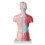11 Inch Human Torso Body Model Anatomy Anatomical Internal Organs for Student Teaching Study Assembling Model 8