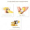 Corn Thresher Corn Thresher Planer Corn Separator Stripper Peeler Ricekitchen Gadgets 5