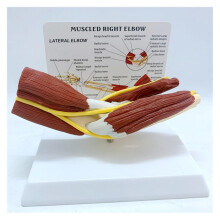 Elbow Joint Anatomy Model Right Arm Skeleton with Ligaments and ColorCoded Vascular Detail
