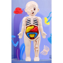 Kinderwetenschapsonderwijs Menselijk Lichaam Orgaan Anatomie Model DIY Geassembleerd Speelgoed Lesmateriaal