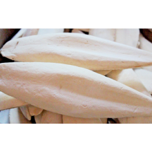 Two extra large sterilised cuttlefish for birds