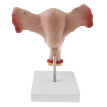 3X 1:1 Human Female Uterus Ovary Fallopian Tubes Model Anatomical Human Anatomy Model Teaching Tools