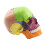 Medical-Skull Human Body Model Education Skull Model 1:2 for Student Teaching Study Assembling Model,Multicolor 4