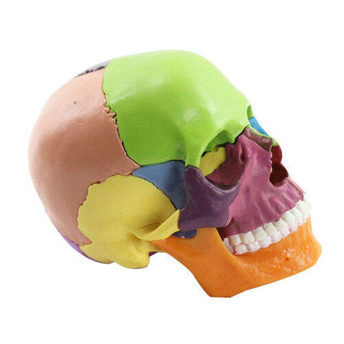 Medical-Skull Human Body Model Education Skull Model 1:2 for Student Teaching Study Assembling Model,Multicolor 2
